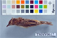 藏品(白頭錦鴝)的圖片